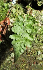 Dryopteris intermedia