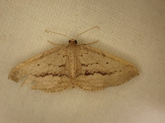 Austrocidaria gobiata