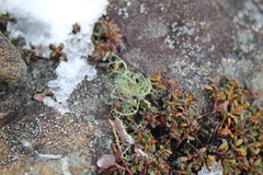 Alectoria ochroleuca