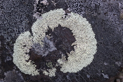 Arctoparmelia subcentrifuga