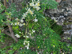 Moringa
