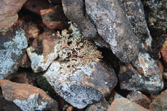 Sphaerophorus fragilis