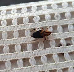 Metamasius sericeus