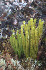 Huperzia appressa