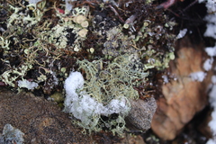 Alectoria ochroleuca