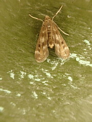 Hygraula nitens