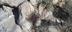 Ayenia compacta