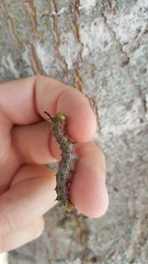 Anisota virginiensis