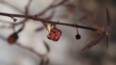 Ayenia compacta