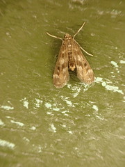 Hygraula nitens