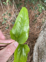 Smilax smallii