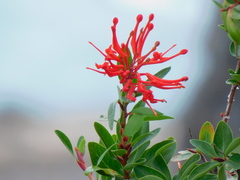 Embothrium coccineum