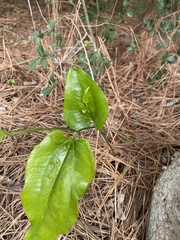 Smilax smallii