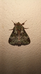 Pachyplastis apicalis