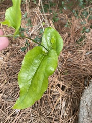 Smilax smallii