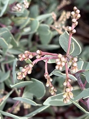 Arctostaphylos viscida pulchella