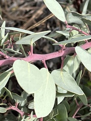 Arctostaphylos viscida pulchella
