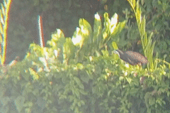 Amaurornis phoenicurus