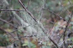 Usnea longissima