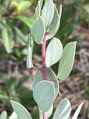 Arctostaphylos viscida pulchella