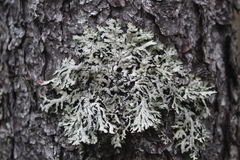 Hypogymnia pulverata