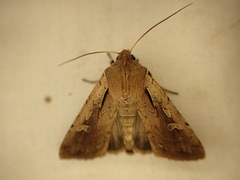Ichneutica atristriga