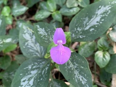 Dicliptera tinctoria