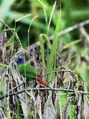 Erythrura trichroa