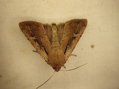 Ichneutica atristriga