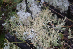 Cladonia turgida