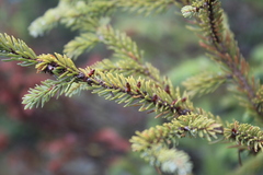 Arceuthobium pusillum