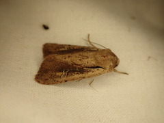 Ichneutica atristriga