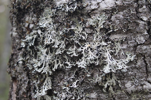 Hypogymnia pulverata observed 2022-10-10