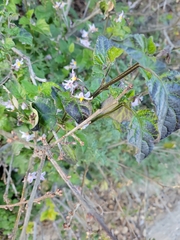 Solanum douglasii