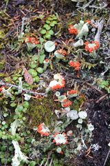Cladonia pleurota
