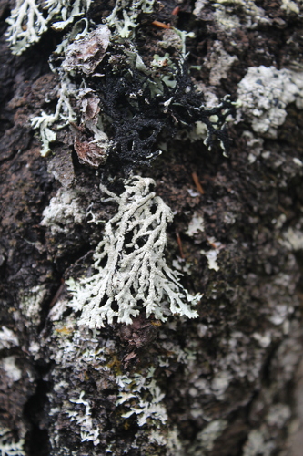 Hypogymnia pulverata observed 2022-10-10