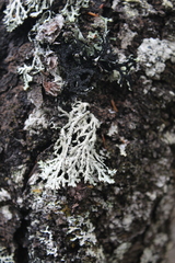 Hypogymnia pulverata