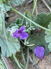 Erodium texanum