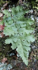 Dryopteris intermedia