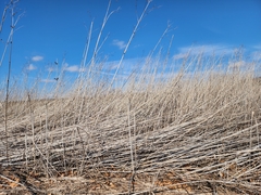 Ambrosia trifida trifida