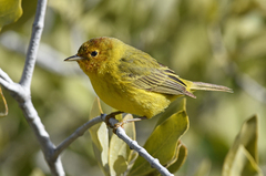 Setophaga petechia castaneiceps