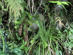 Phlegmariurus cunninghamioides