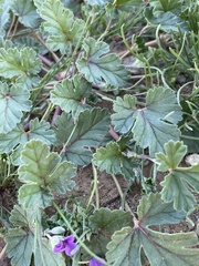 Erodium texanum