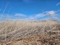 Ambrosia trifida trifida