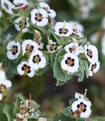 Euphorbia leucophylla