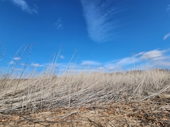 Ambrosia trifida trifida