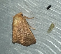 Zygaenoidea