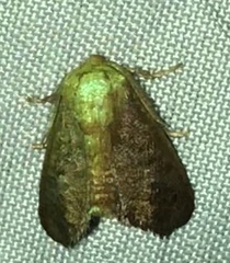 Zygaenoidea