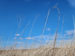 Ambrosia trifida trifida