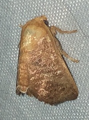 Zygaenoidea